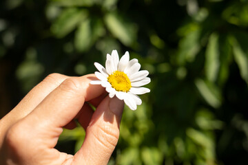 Chamomile flower in a female hand on a natural background.