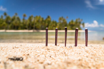 Heterocentrotus on tropical beach