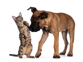 Savannah F7 cat and Boerboel malinois cross breed dog, playing together. Cat standingon hind paws with funny expression looking to camera, hitting standing dog on nose. Isolated on white background.