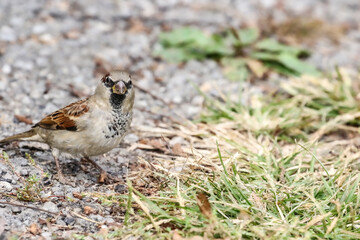 Fototapeta premium Sparrow looking for food on the ground