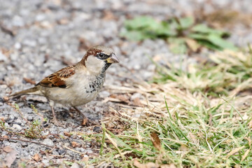  Sparrow looking for food on the ground