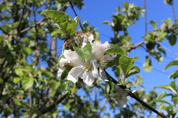 Fototapeta premium Delicate pink flowers blooming on an apple tree in a spring garden