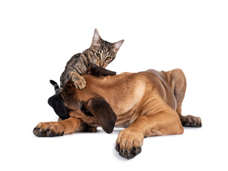 Savannah F7 cat and Boerboel malinois cross breed dog, playing together. Cat biting in dogs ear....