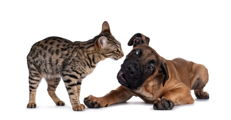 Savannah F7 cat and Boerboel malinois cross breed dog, playing together. Cat standing, dog laying down. Isolated on white background.