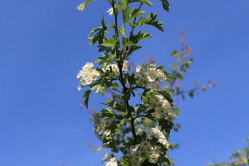 Delicate white flowers bloom on a hawthorn tree in a spring garden