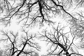 Black and white textured background. Winter tree branches against the sky. Trees bottom up view.