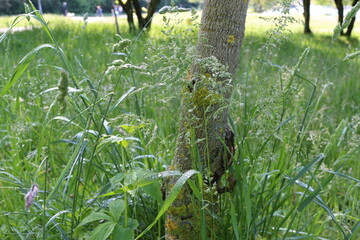 
Raindrops lie on blades of grass and shine in the sun