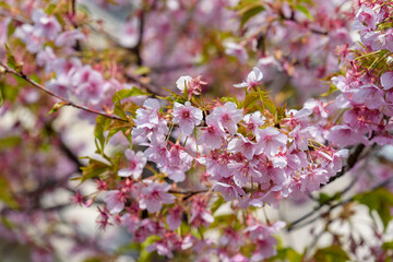 Obraz premium Kawazu Cherry blossoms and young leaves