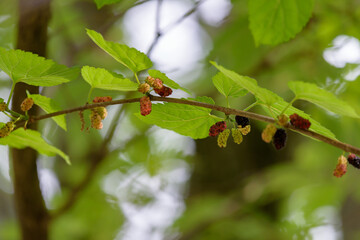 Young fruits of mulberry, on the branch