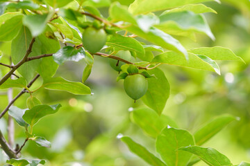 Young fruits of persimmon, on the branch