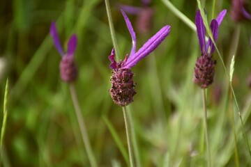 Dark purple flowers of Lavandula stoechas. The infusion of its dry inflorescences are febrifuge and fight the affections of the chest and bronchi.