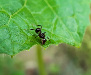 There is an insect sitting on the green leaves in the garden and the lights are on.