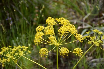 Yellow flowers of Thapsia villosa, inflorescence in compound umbel, spherical in shape. Located on the edge of an old road.