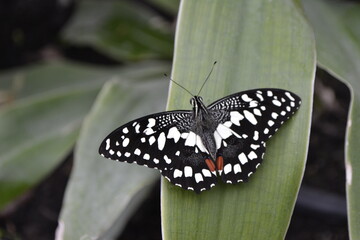 Butterfly with black and white wings sits on a green leaf