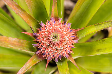 pineapple flower