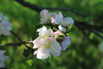 
Delicate pink flowers blooming on an apple tree in a spring garden