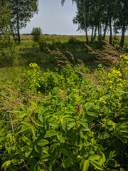 Obraz premium Kamen-na-Obi, Altai, Russia - May 22, 2020: Wild rosehip growing on a green field. Vertical.