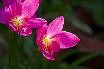 Naklejka premium Pinks flowers of rain lily in sunlight