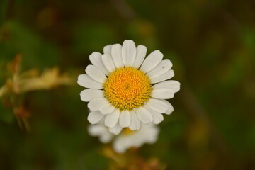 Obraz premium Macro detail flower of daisy (Bellis perennis) on dry stone terraces.