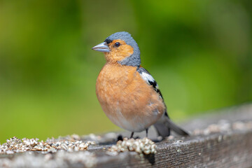 Close Up of Chaffinch Bird