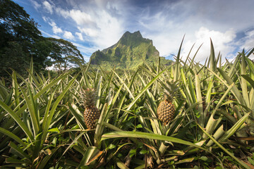 pineapple field and rotui mountain - obrazy, fototapety, plakaty