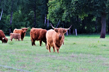 A Galloway cow on a green pasture