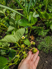 Kamen-na-Obi, Altai, Russia - May 22, 2020:  White flowers and ripening berries of wild strawberries in green grass. Vertical.