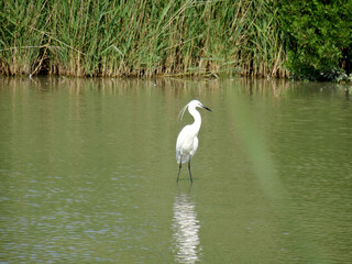 Egretta garzetta