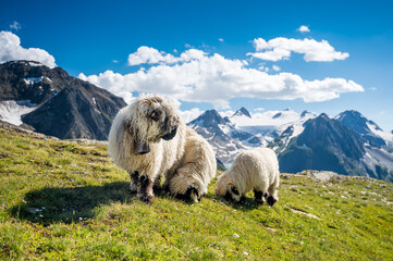 Valais Blacknose sheep on Nufenenpass in the Valais Alps