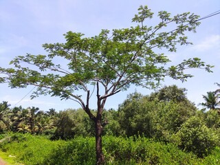 green tree in the field