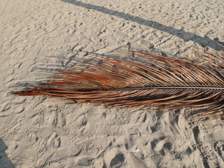 coconut leaves drop on beach.