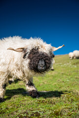 portrait of a Valais Blacknose sheep on Nufenenpass in the Valais Alps
