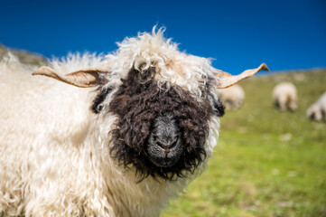 Valais Blacknose sheep on Nufenenpass in the Valais Alps - obrazy, fototapety, plakaty