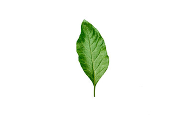 Fototapeta premium Green leaves with water droplets isolated on white background.