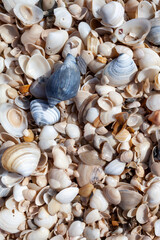 shells on the beach