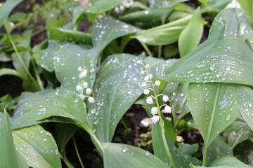 Raindrops lie on leaves and flowers of lilies of the valley in a spring forest