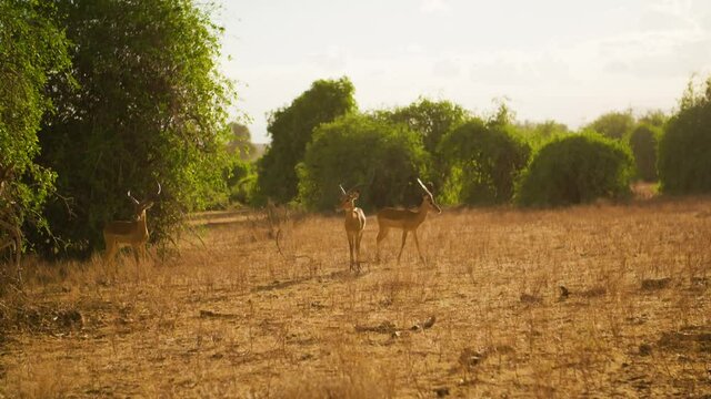Troupeau de gazelles dans la savane Africaine Kenya