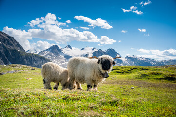 Valais Blacknose sheep on Nufenenpass in the Valais Alps