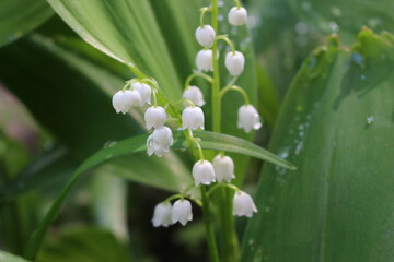 Raindrops lie on leaves and flowers of lilies of the valley in a spring forest