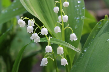 Raindrops lie on leaves and flowers of lilies of the valley in a spring forest