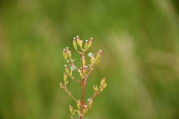 Tiny flowers of Centranthus calcitrapae on the edge of a path.