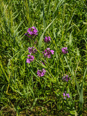 Kamen-na-Obi, Altai, Russia - May 25, 2020:    Lilac-colored wildflowers grow in the green grass. Vertical.