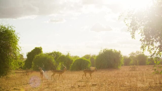 Troupeau d'antilope dans la savane Africaine Kenya
