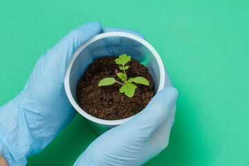 Close up hands of female gardener is holding green tomato seedling.