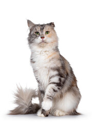 Cute silver tortie Maine Coon cat, sitting facing front. Looking beside camera with green eyes. Isolated on a white background. Folded ear due cauliflower injury. One paw playful in air.