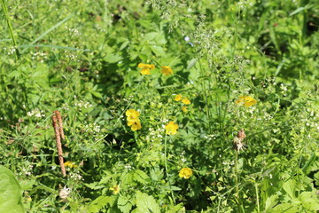 
Yellow flowers buttercups bloom in the meadow in summer