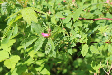 
Delicate pink buds appeared on the rose hip bush in spring