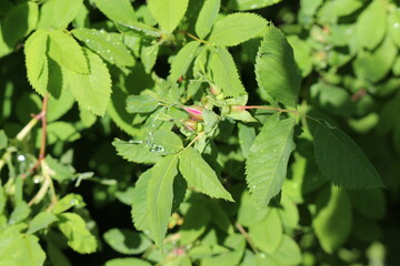 
Delicate pink buds appeared on the rose hip bush in spring