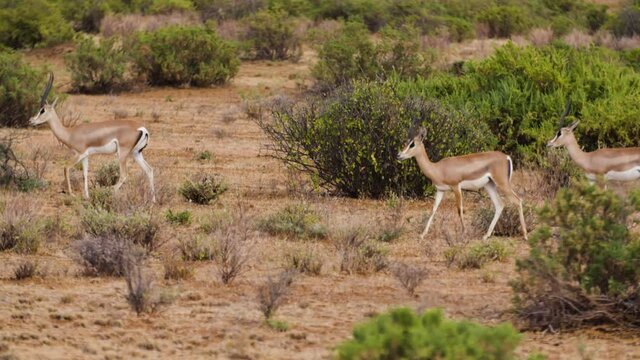 Troupeau de gazelles dans la savane Africaine Kenya