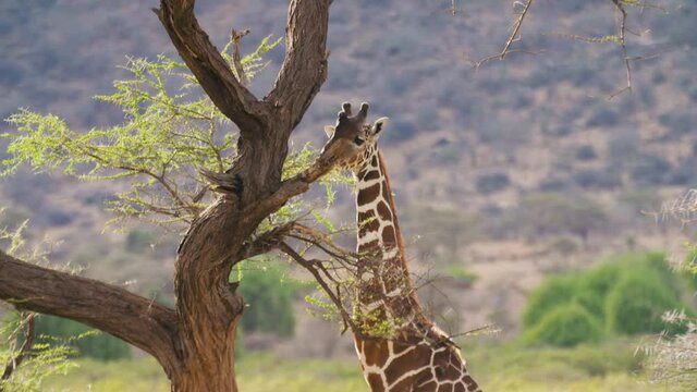 Girafe broute un arbuste dans la savane Africaine Kenya